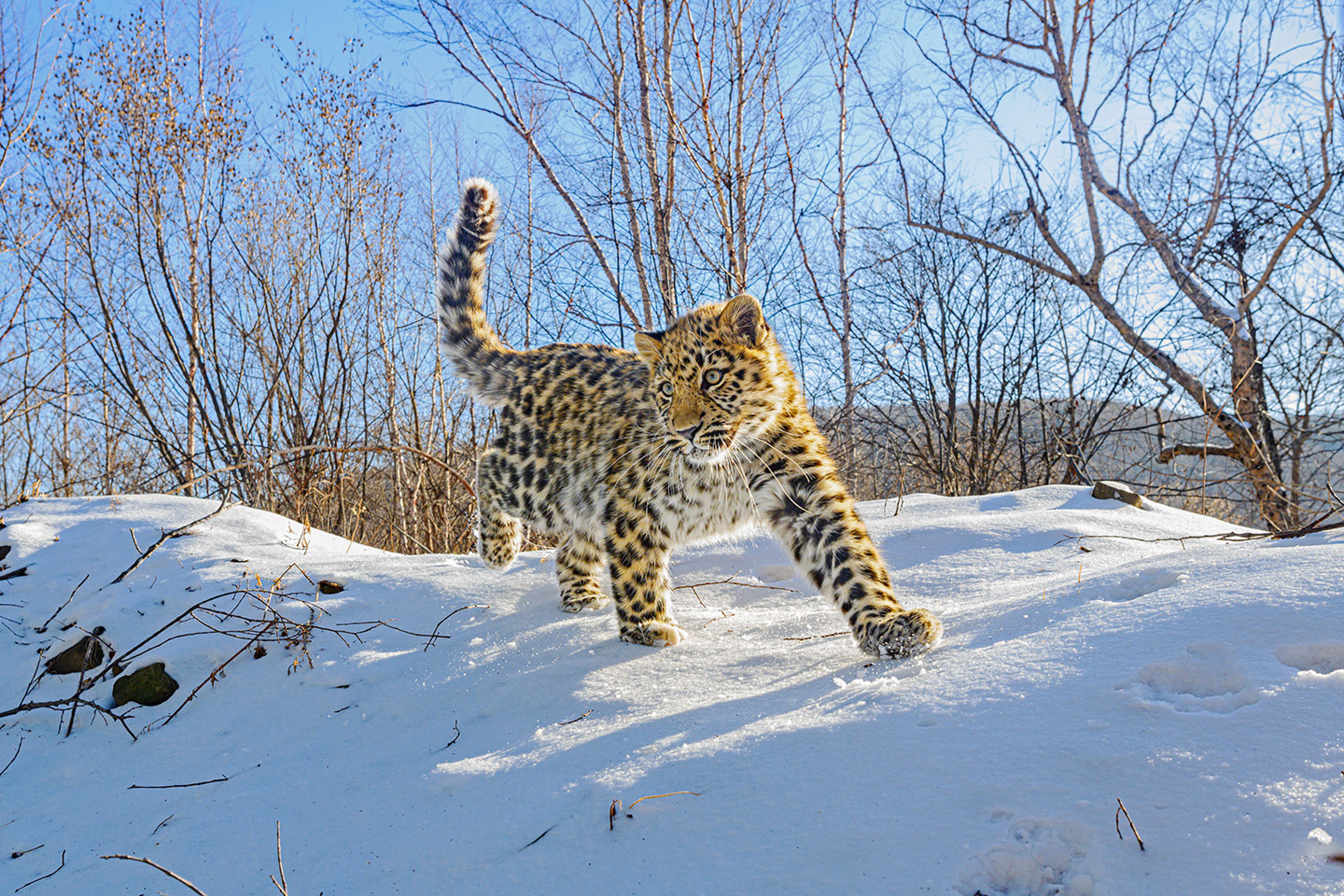 Виктор Бардюк